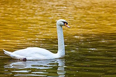 卡普空《怪物猎人：荒野》武器介绍：“狩猎笛”