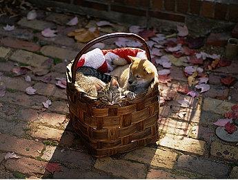 《任天堂明星大乱斗》名字里Brothers原来是这个意思